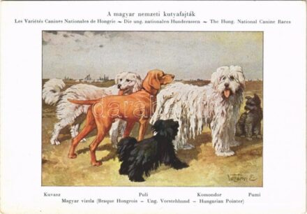Magyar Nemzeti Kutyafajták. A Magyar Ebtenyésztők Országos Egyesületének lapja; Kuvasz, Magyar Vizsla, Puli, Komondor, Pumi / Hungarian dog breeds s: Vezényi E.