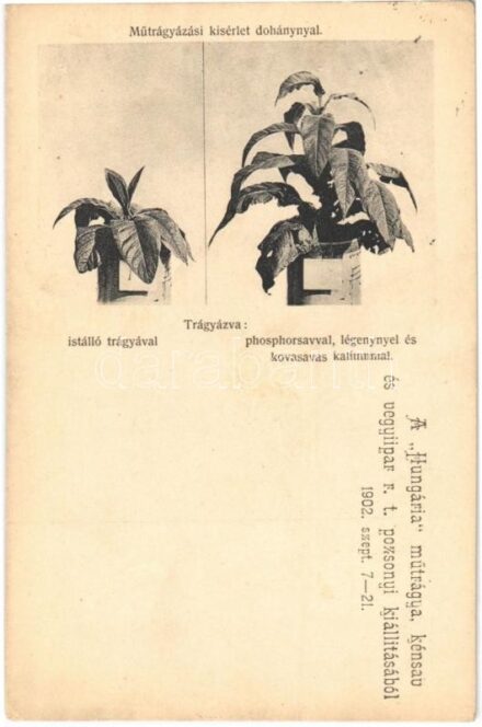 1904 Pozsony, Pressburg, Bratislava; A Hungária műtrágya, kénsav és vegyiipar rt. pozsonyi kiállításából 1902. szeptember 7-21. Műtrágyázási kísérlet dohánnyal / Hungarian fertilizer, sulfuric acid and chemical industry