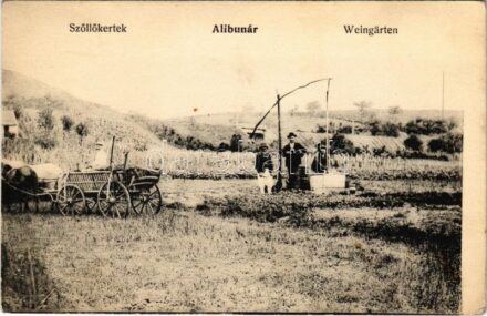 1910 Alibunár, Alibunar; Szőlőskertek, gémeskút / Weingärten / vineyards, well, shadoof (EK)