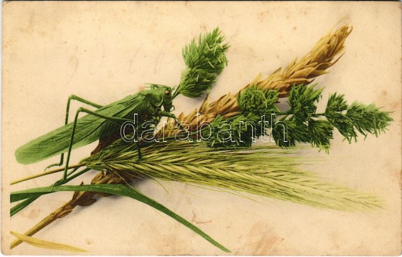 1917 Szöcske / Grasshopper + 'K.u.K. Feldpostamt'