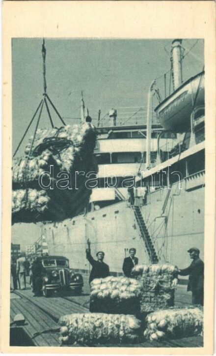 Gdynia, Wyladunek bawelny w porcie gdynskim / Cotton landing in the port
