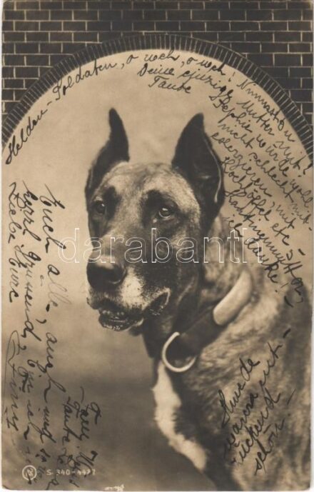 Dog (fa)
