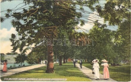 Brisbane, The Bunya Walk, Botanic Gardens (EB)