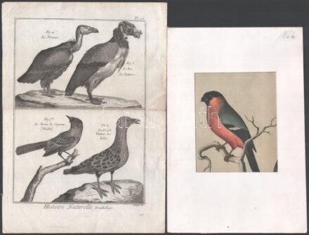 cca 1789-1890, 2 db madár témájú metszet: Pietro Scattaglia (1739-1810): Ornithologie, Histoire Naturelle c. könyvből, 195. tábla, rézmetszet, papír, hajtásnyommal, 23x16 cm. + Madár, színes litográfia, papír, paszpartuban, jelzés