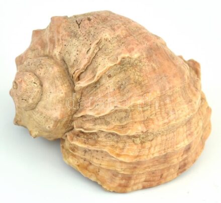 Tengeri csiga, 10×8 cm