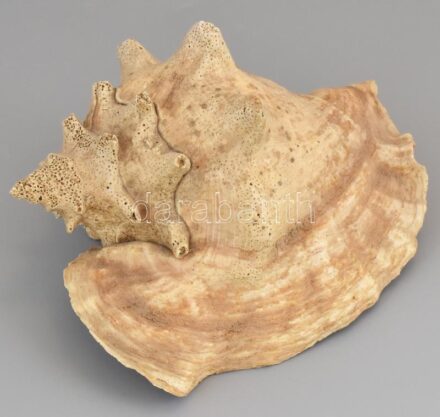 Tengeri csiga, sérülésekkel, 23×16 cm