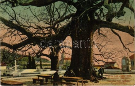 1909 Trsteno, Cannosa (Dubrovnik, Ragusa); Gorostasni makljeni / Riesenplatanen / Giant plane tree / Óriás platánfa (fl)