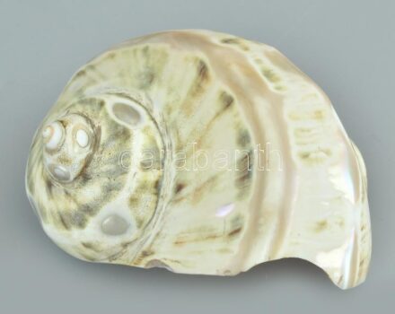 Nagyobb méretű, gyöngyházas tengeri csigaház, kb. 12x12x8 cm