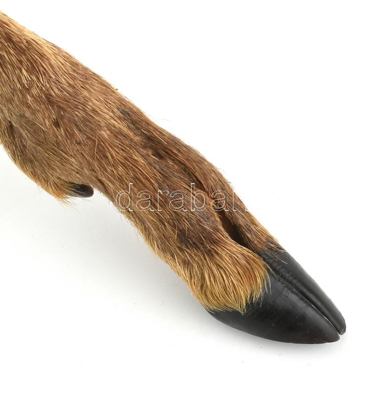 Vadászkés őzláb markolattal, bőr tokban, jó állapotban, h: 27 cm - Image 2