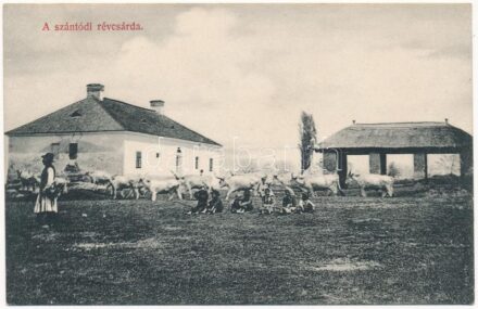 Szántód, Balatoni révcsárda ökrökkel. Mérei Ignác 570. 1908.