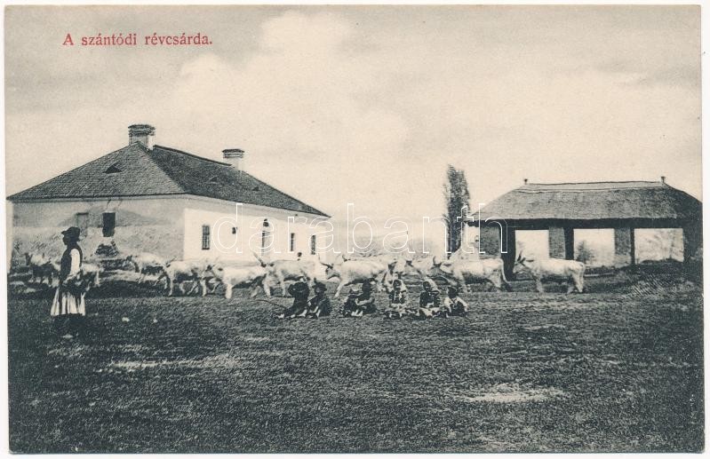 Szántód, Balatoni révcsárda ökrökkel. Mérei Ignác 570. 1908.