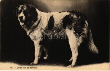 Chien du St-Bernard / Bernhardiner / St. Bernard dog