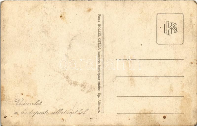 Budapest XIV. Állatkert, kislány lóval. Hölzel Gyula felvétele. photo (fl) - Image 2