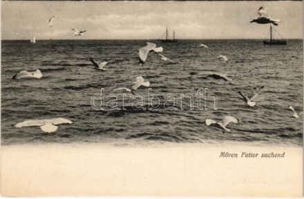 Borkum, Möven Futter suchend / gulls