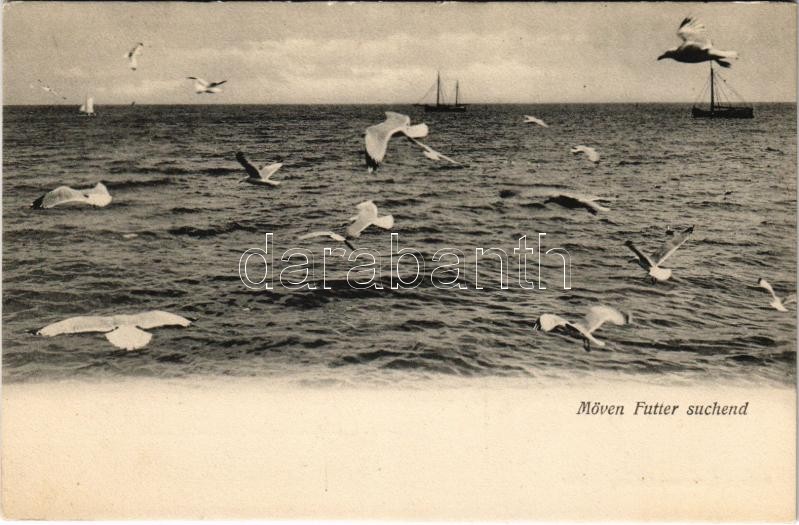Borkum, Möven Futter suchend / gulls
