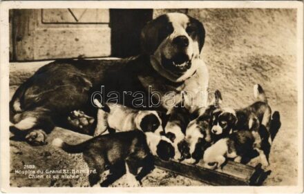 1926 Col du Grand St-Bernard, Colle del Gran San Bernardo, The Great St Bernard Pass; Hospice du Grand St. Bernard. Chien et sa nichée / Saint Bernard with her puppies