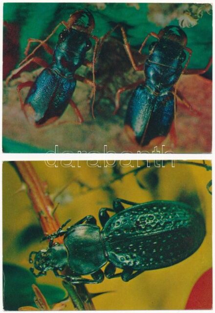 ROVAROK - 25 db MODERN használatlan képeslap / INSECTS - 25 modern unused postcards