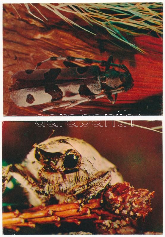 ROVAROK - 25 db MODERN használatlan képeslap / INSECTS - 25 modern unused postcards - Image 2