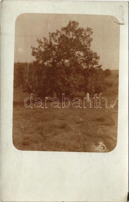 1905 Tőserdő (Tiszaalpár); photo