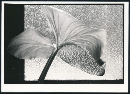 cca 1989 ,,Virág az ablakban', jelzés nélküli vintage fotó, ezüst zselatinos fotópapíron, albumlapra kasírozva, 13x18 cm