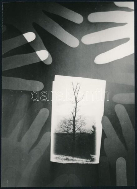 ,,Óvd a fát' jelzés nélküli vintage fotogram, 17,4x12,5 cm