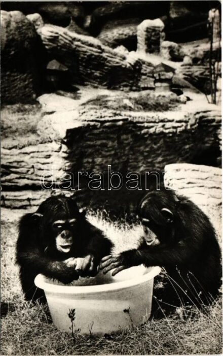 Csimpánzok. Képzőművészeti Alap Kiadóvállalat / chimpanzee, zoo (EK)