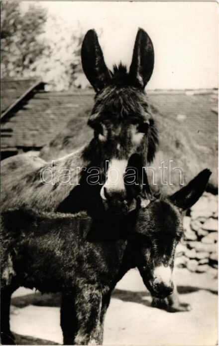 Szamár. Képzőművészeti Alap Kiadóvállalat / donkey (EK)