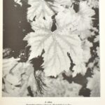 Szőlészet és borászat. Szerk.: Katona József. Szőlészeti és Borászati Kutató Intézet közleményei. Vol. I. Bp., 1976., Szőlészeti és Borászati Kutató Intézet. Kiadói papírkötés. - Image 2