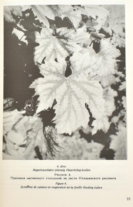 Szőlészet és borászat. Szerk.: Katona József. Szőlészeti és Borászati Kutató Intézet közleményei. Vol. I. Bp., 1976., Szőlészeti és Borászati Kutató Intézet. Kiadói papírkötés. - Image 2