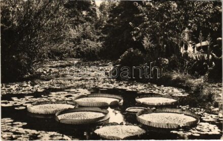 Pöstyén, Piestany; Victoria regia / Tündérrózsa / water lilies