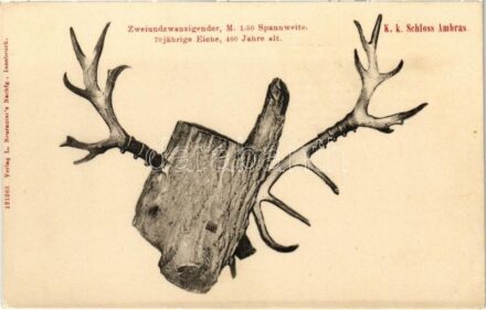 Innsbruck (Tirol), K. k. Schloss Ambras. Zweiundzwanzigender, M. 1.50 Spannweite 70 jährige Eiche, 400 Jahre alt / castle, antlers
