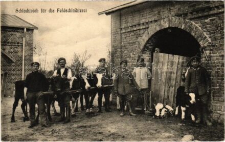 1916 Schlachtvieh für die Feldschlachterei / WWI German military, cattle for the field slaughterhouse