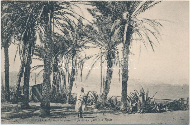 Algiers, Jardin d'Essai / garden