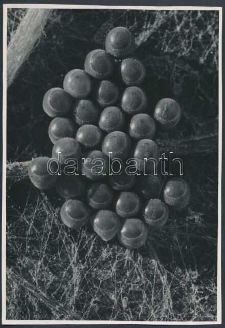 cca 1933 Kinszki Imre (1901-1945) pecséttel jelzett vintage fotóművészeti alkotása, 16,5x11,5 cm