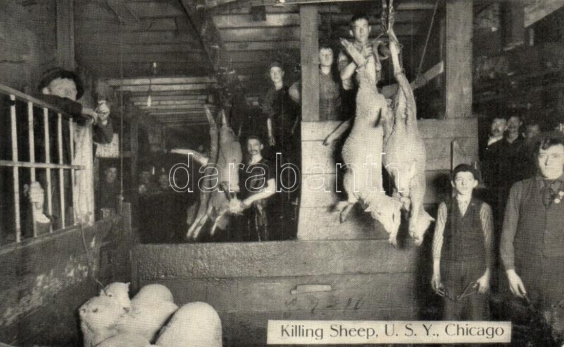 Chicago, U.S.Y. (Union Stock Yards), killing sheep