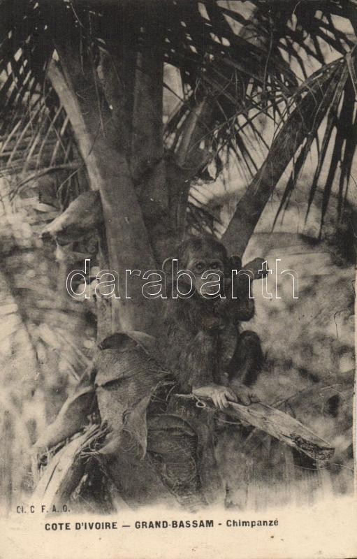 Grand-Bassam, chimpanzee