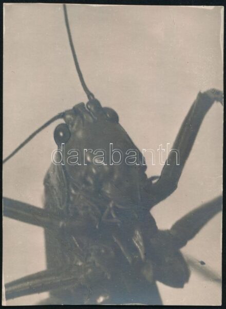 cca 1932 Kinszki Imre (1901-1945) budapesti fotóművész hagyatékából, pecséttel jelzett, vintage fotó (Rovarfej), 6,3x8,5 cm