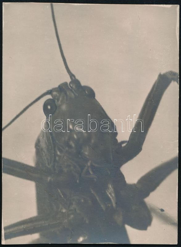 cca 1932 Kinszki Imre (1901-1945) budapesti fotóművész hagyatékából, pecséttel jelzett, vintage fotó (Rovarfej), 6,3x8,5 cm