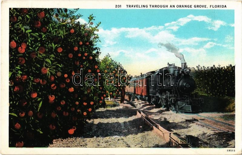 Florida, Traveling through an orange grove, locomotive (Rb)