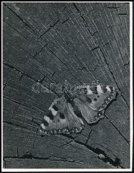 cca 1934 Kinszki Imre (1901-1945) budapesti fotóművész pecséttel jelzett vintage alkotása (Pillangó), 15,2x11,9 cm