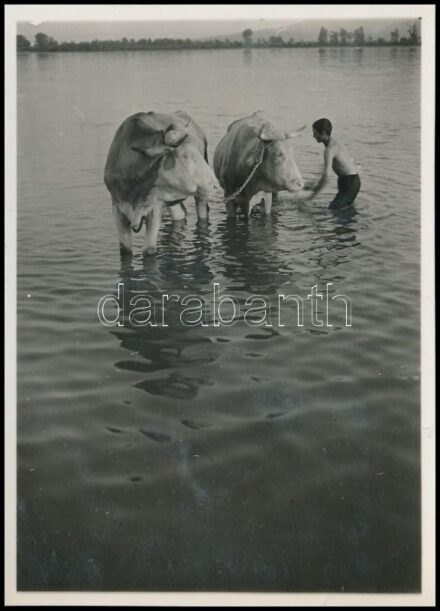 cca 1931 Kinszki Imre (1901-1945) budapesti fotóművész jelzés nélküli, vintage fotóművészeti alkotása (tehenek fürösztése), 8,7x6,2 cm