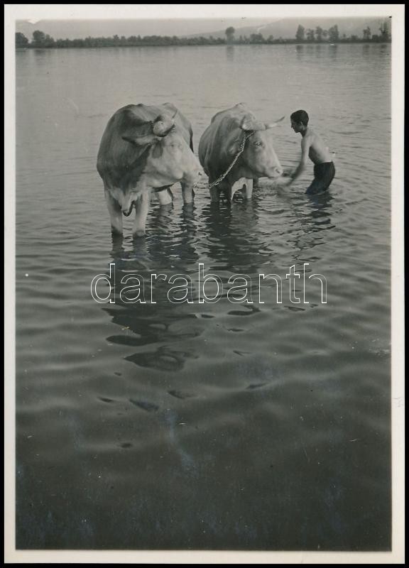 cca 1931 Kinszki Imre (1901-1945) budapesti fotóművész jelzés nélküli, vintage fotóművészeti alkotása (tehenek fürösztése), 8,7x6,2 cm