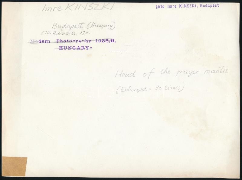 cca 1938 Kinszki Imre (1901-1945) budapesti fotóművész hagyatékából, pecséttel jelzett, vintage fotó (Head of the prayer mantis), egyik sarkán törés, 17,5x23,5 cm - Image 2