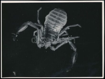 cca 1935 Kinszki Imre (1901-1945) budapesti fotóművész pecséttel jelzett vintage fotóművészeti alkotása (25x nagyításban), 11,8x15,6 cm