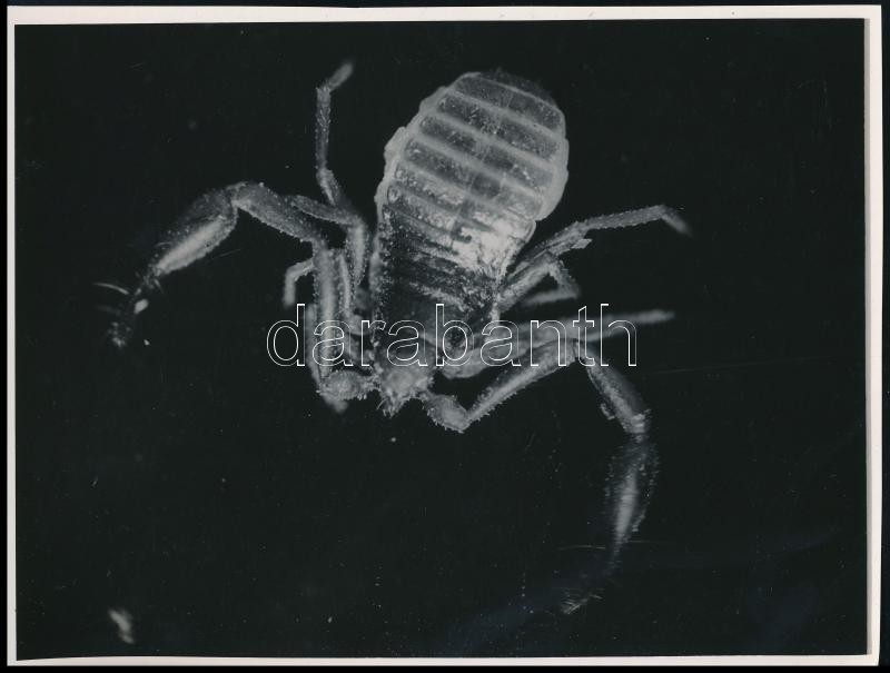 cca 1935 Kinszki Imre (1901-1945) budapesti fotóművész pecséttel jelzett vintage fotóművészeti alkotása (25x nagyításban), 11,8x15,6 cm