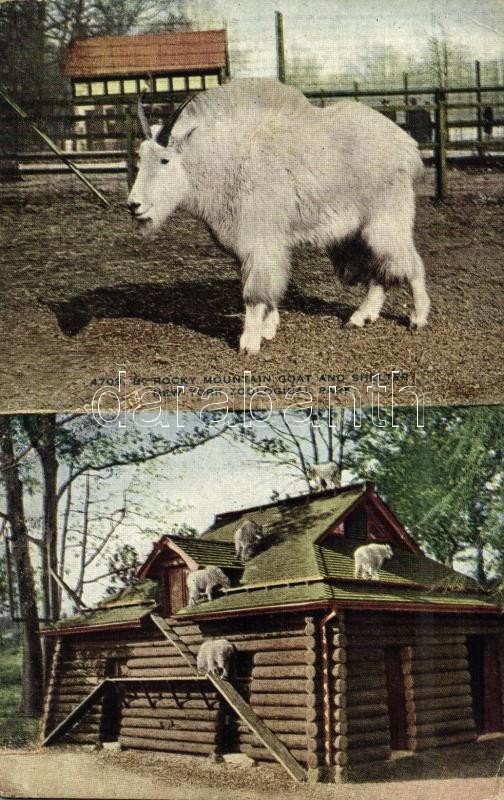 New York City, New York Zoological Park, Mountain Goat and Shelter (EK)