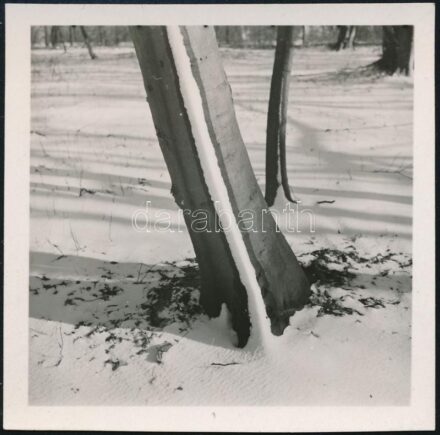 cca 1937 Kinszki Imre (1901-1945) budapesti fotóművész hagyatékából, jelzés nélküli vintage fotó (Havas fatörzs), 6,5x6,5 cm