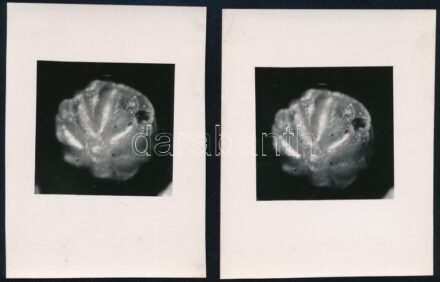 cca 1941 Kinszki Imre (1901-1945) budapesti fotóművész hagyatékából, 2 db SZTEREO, vintage fotó, jelzés nélkül (Makró fotó), sztereonézővel ellenőrizve, működik a térbeli látvány, a Kinszki hagyatékon belül is ritka lelet,