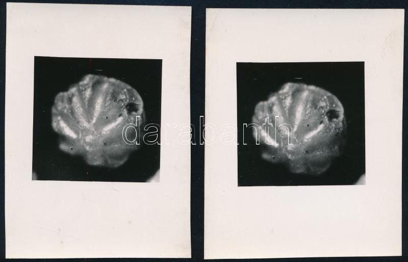 cca 1941 Kinszki Imre (1901-1945) budapesti fotóművész hagyatékából, 2 db SZTEREO, vintage fotó, jelzés nélkül (Makró fotó), sztereonézővel ellenőrizve, működik a térbeli látvány, a Kinszki hagyatékon belül is ritka lelet,