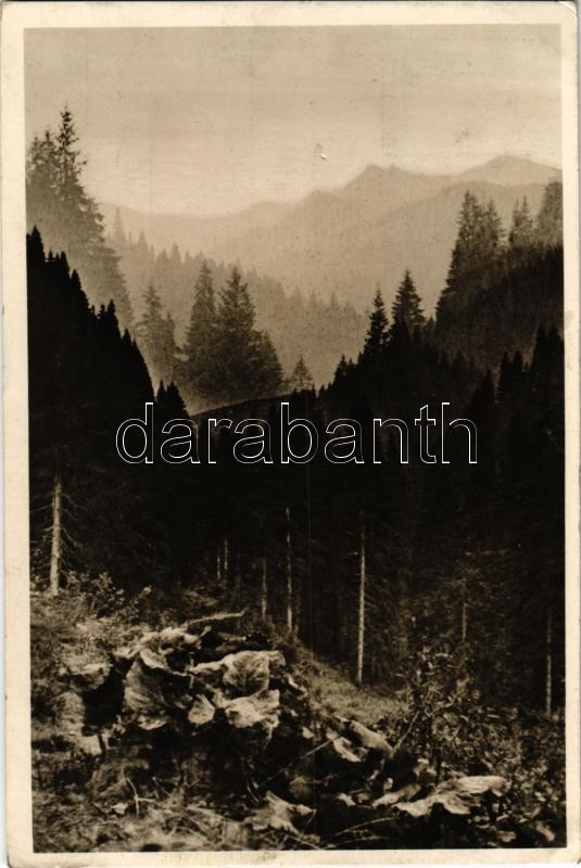 1941 Hoverla, fenyvesek / pine wood